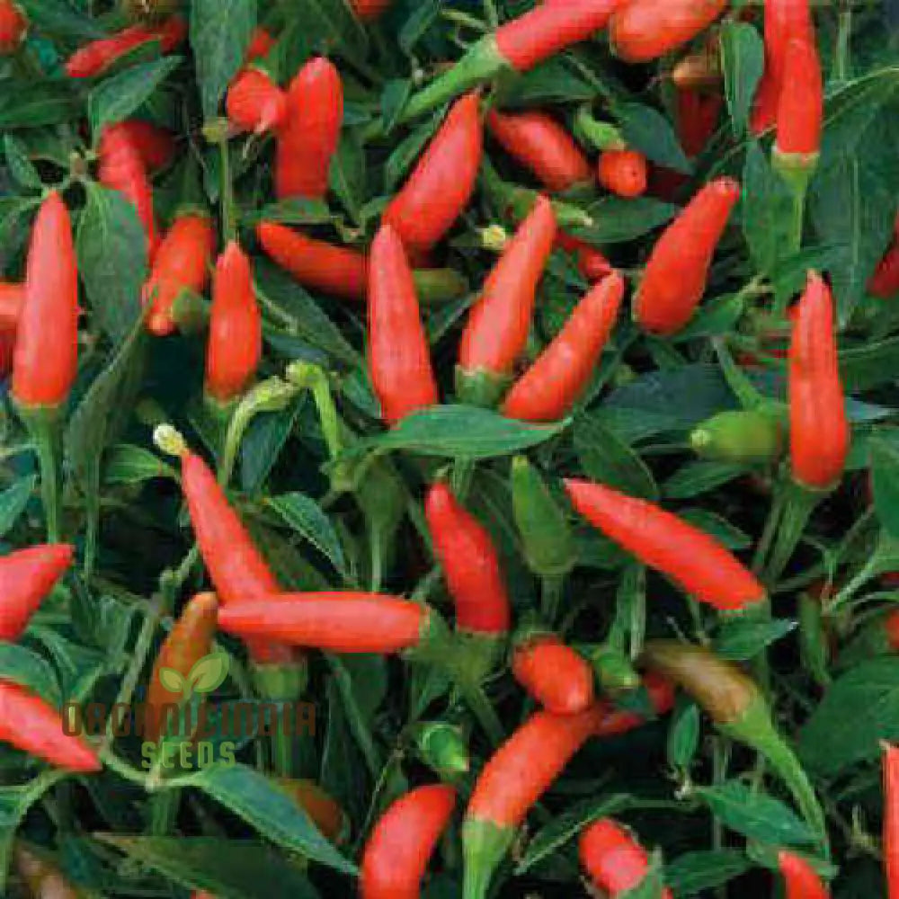 Demon Red Hot Pepper Seeds for Home Garden, Organic Spicy Pepper Seeds
