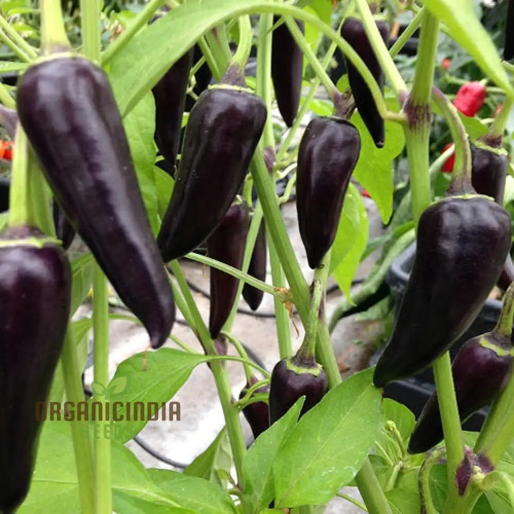 Close-Up of Gusto Purple Hot Peppers on Plant