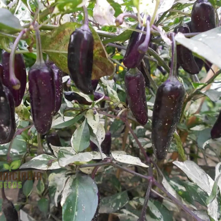 Mature Hot Pepper Gusto Purple Plant with Fruits