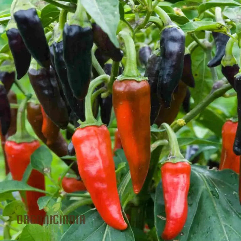 Hot Pepper Gusto Purple Seeds for Planting, Vibrant Garden Variety