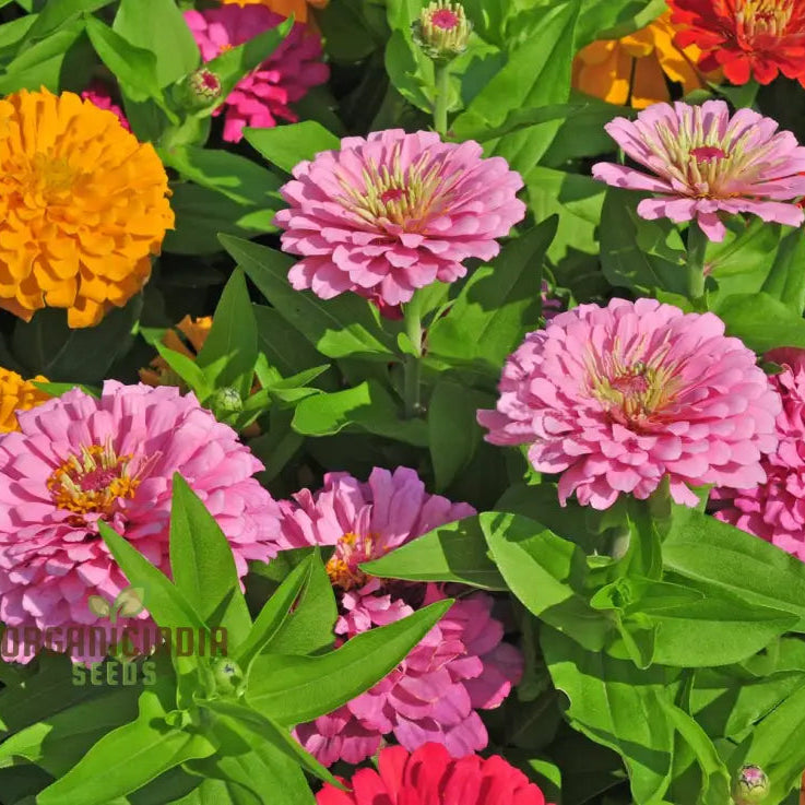 Hot Pink Zinnia Flower Seeds For Planting - 100 Pcs Seeds