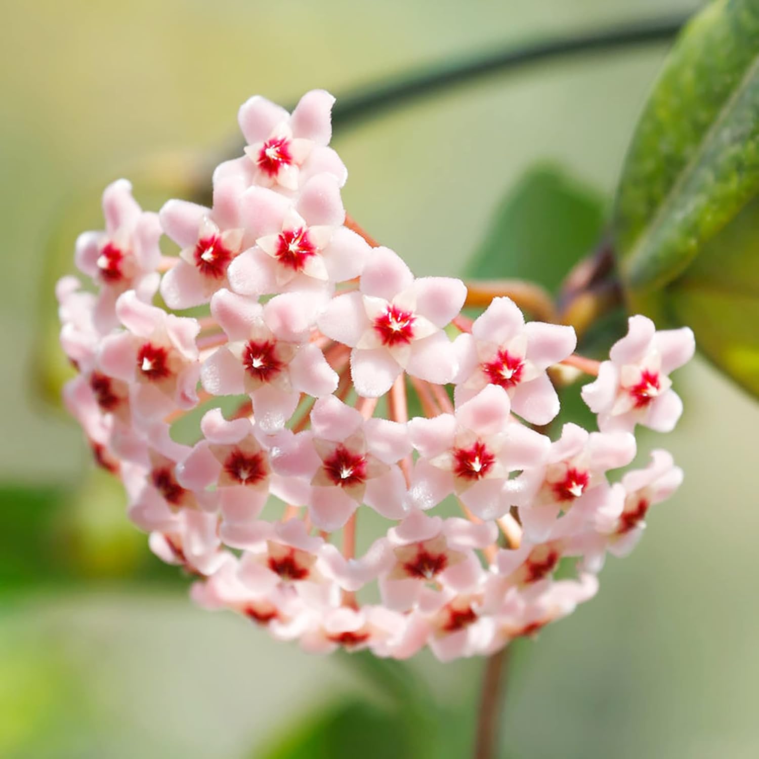 Hoya carnosa seeds wax plant for indoor growing