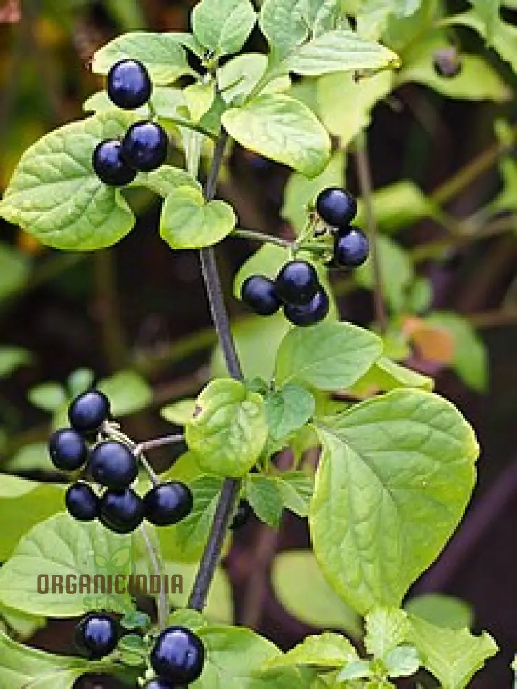 Ripe Huckleberries on Plant, Fresh and Flavorful Homegrown Berries