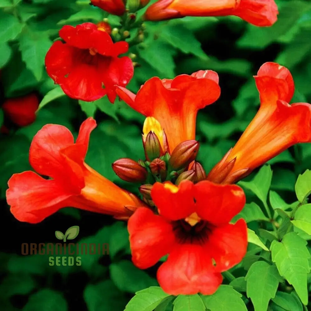 Hummingbird vine flower seeds dramatic red blooms
