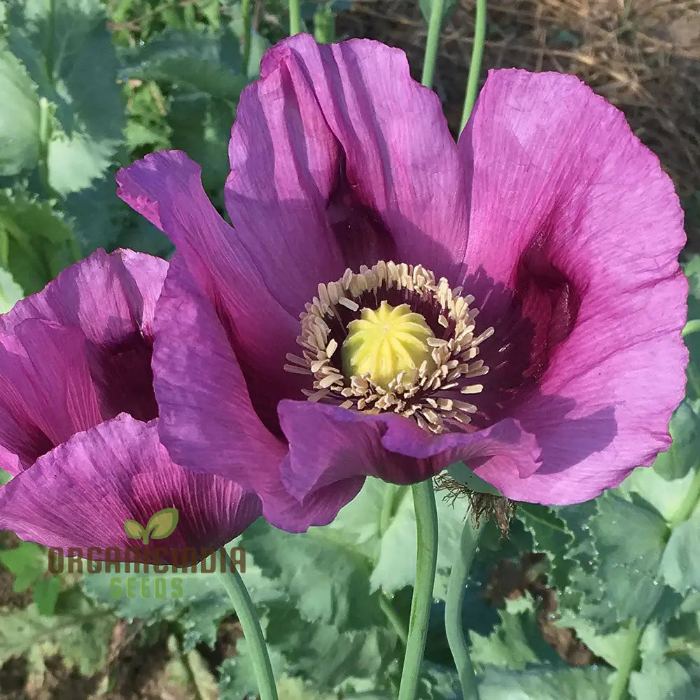 Hungarian Blue Poppy Seeds Papaver for Vibrant Garden Blooms