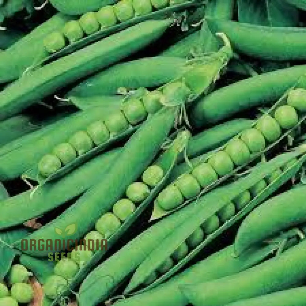 Hurst Green Shaft Pea Seeds for Planting, Heirloom English Vegetable Seeds