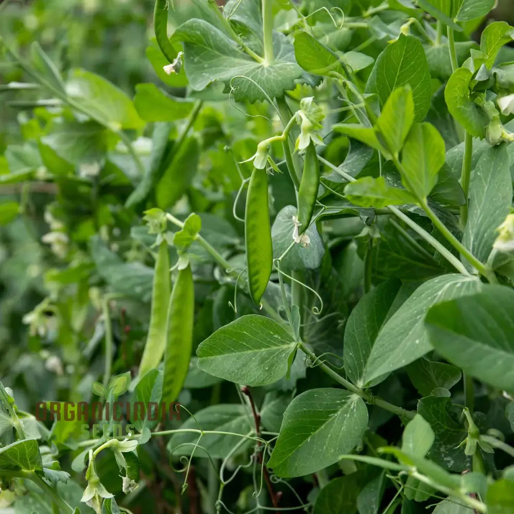 Fresh Hurst Green Shaft Pea Pods from Seeds, Tender and Sweet Homegrown Vegetables