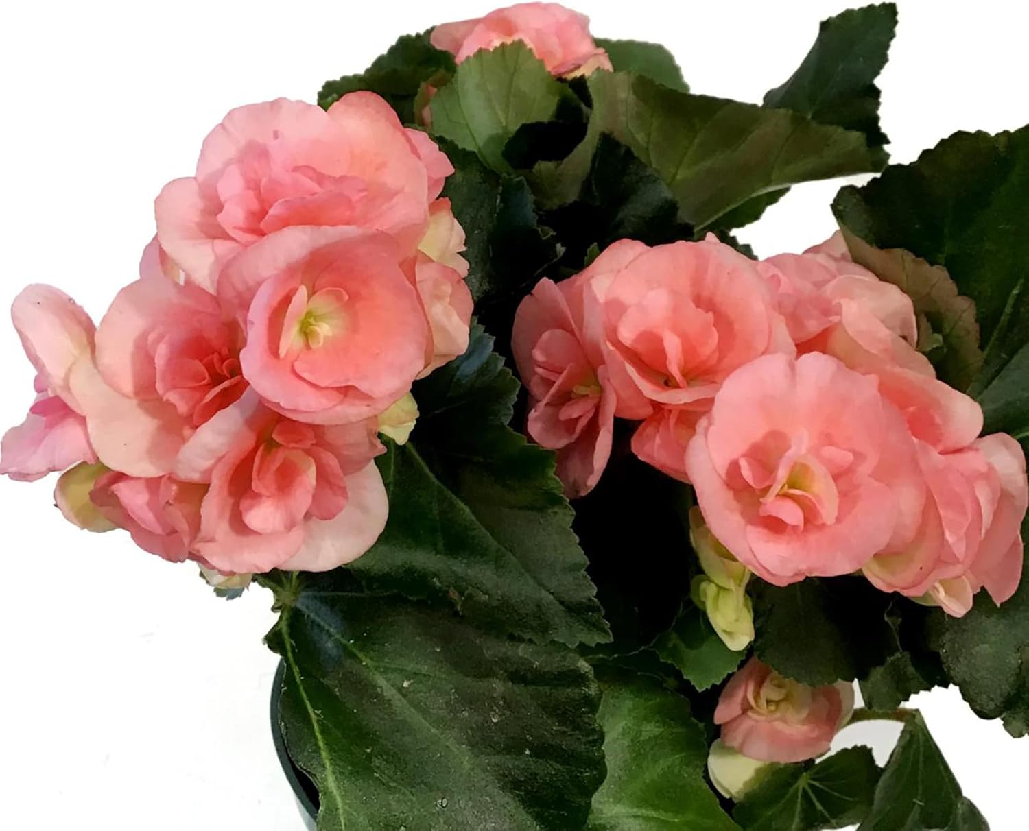 Hybrid Pink Begonia Seeds for Decorative Home Gardens