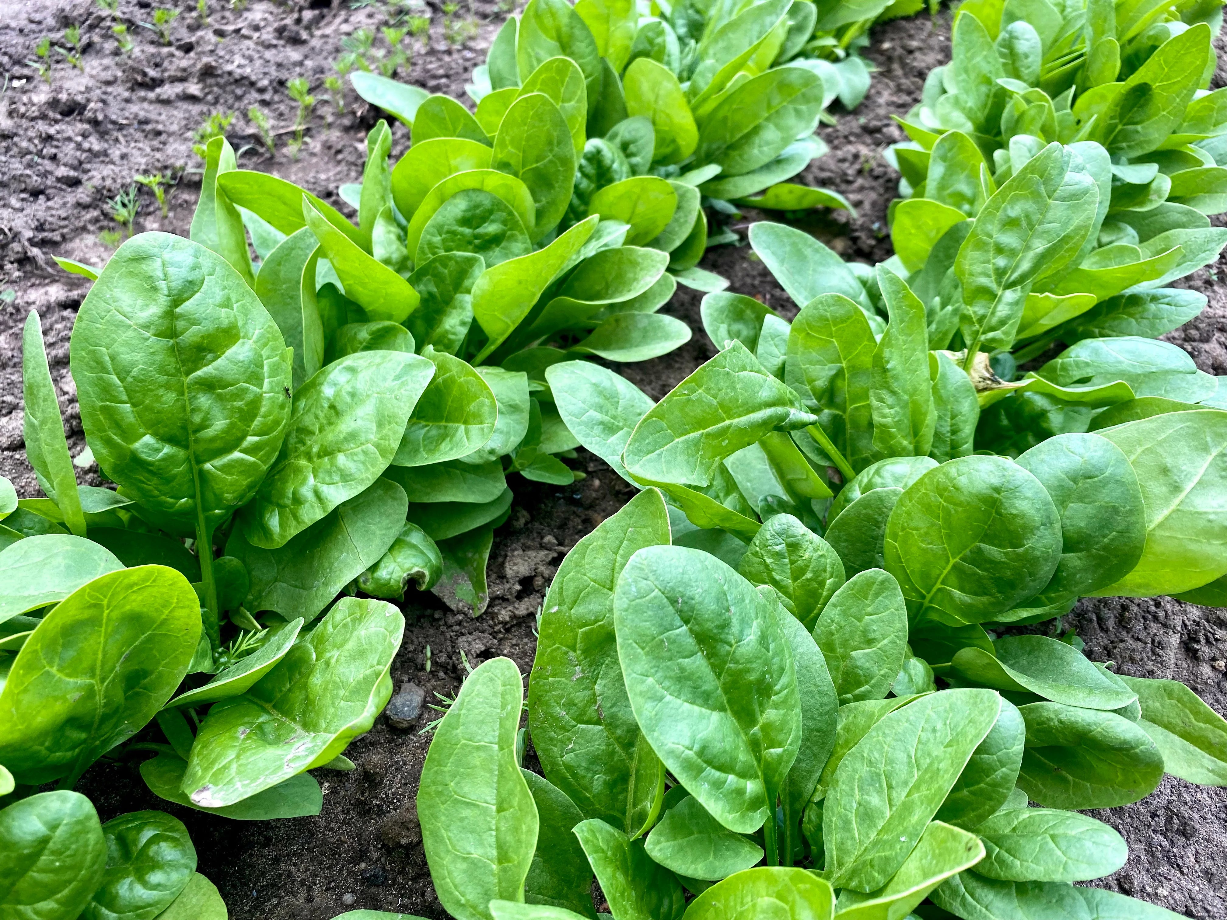 Hybrid Corvair Spinach Seeds – Nutritious and Smooth-Leaf Variety