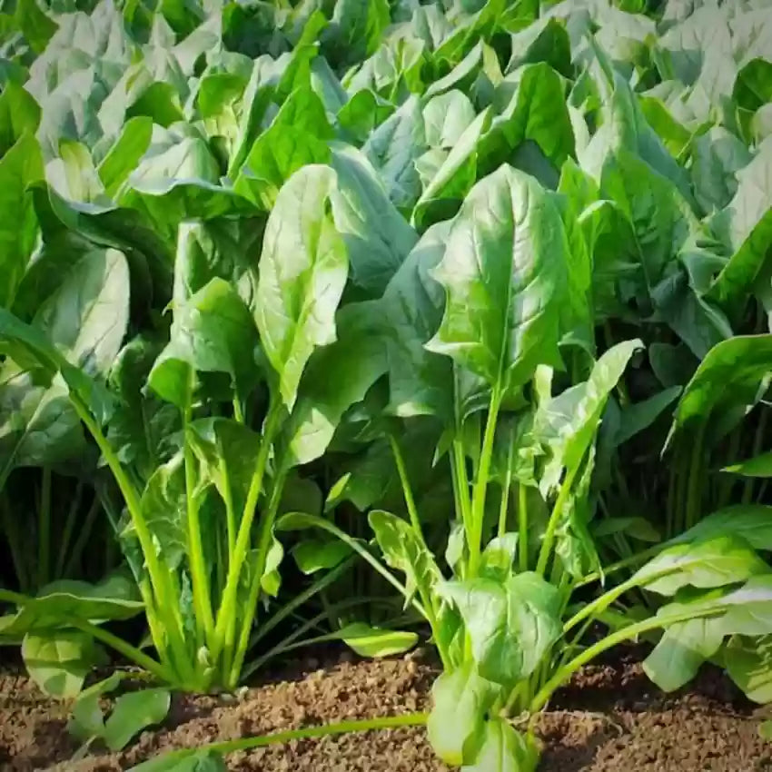 Hybrid Regiment Spinach Seeds – Fast-Growing and Smooth-Leaf Variety