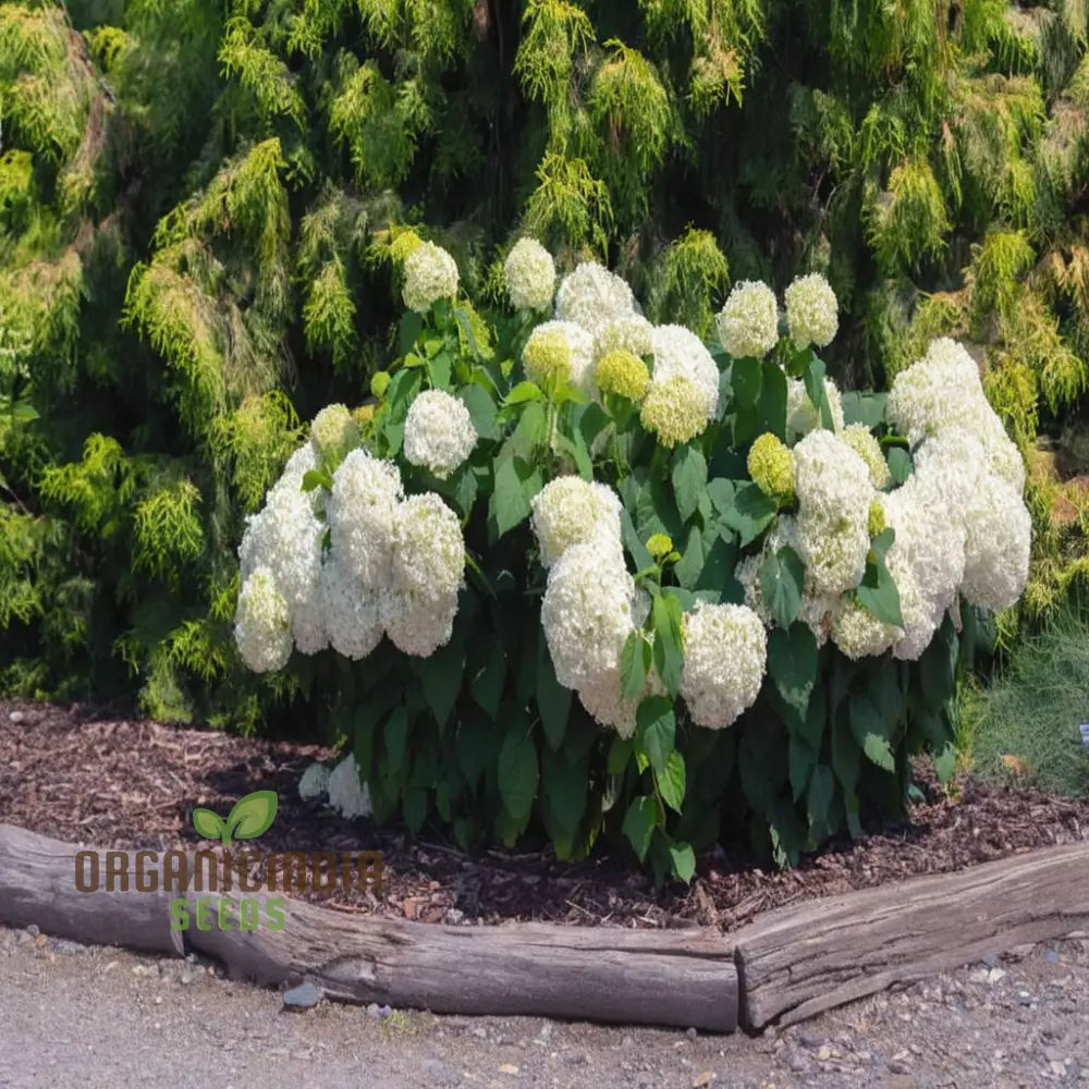 Hydrangea arborescens Annabelle seeds for home garden growth