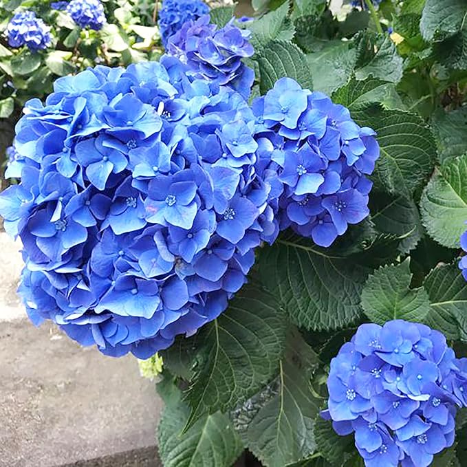 Hydrangea macrophylla blue flowering shrub