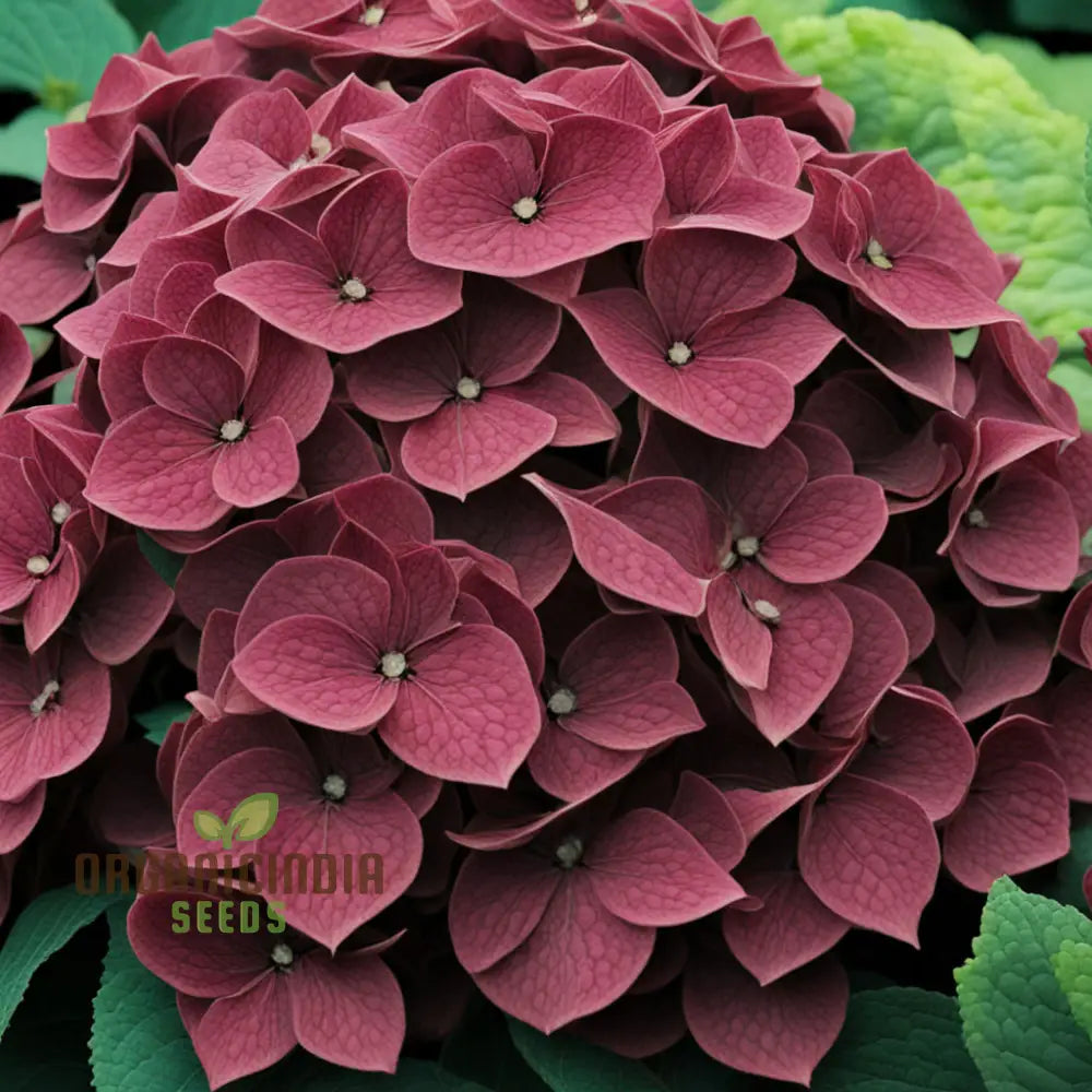 Close-up of Burgundy Hydrangea flower clusters