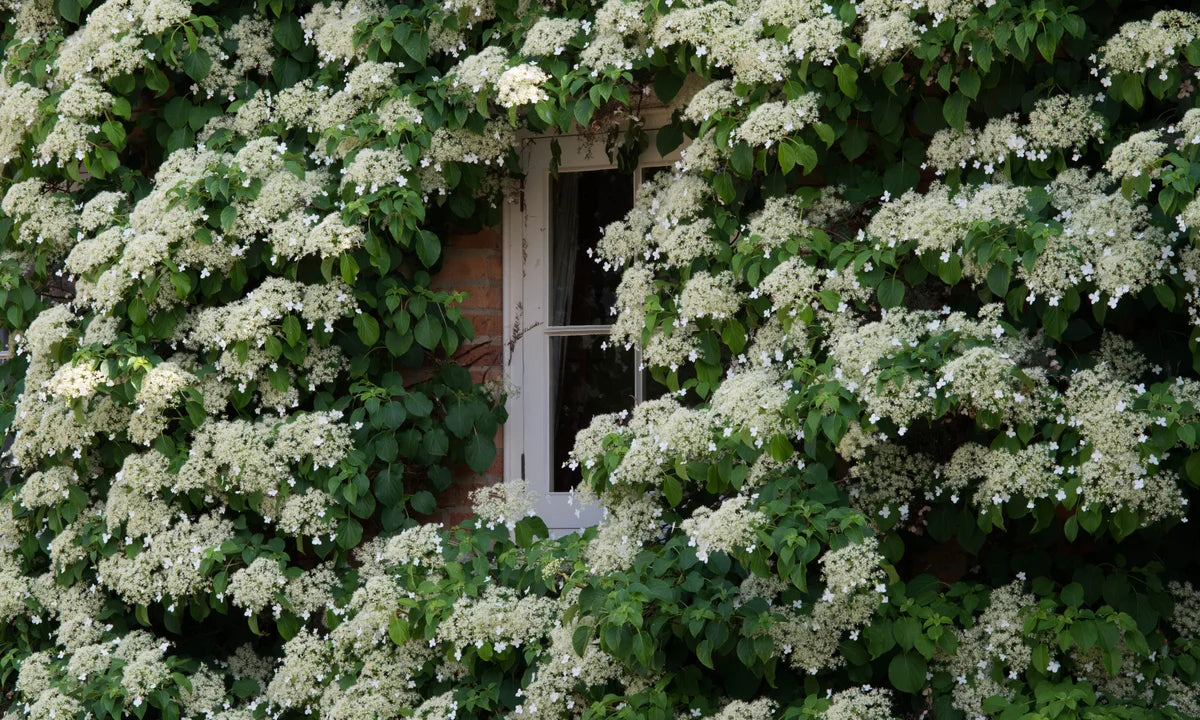 Hydrangea vine seeds for trellises and shaded walls