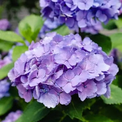Purple Begonia Flower Seeds ,Rare & Elegant Blooms, Easy to Grow, Non-GMO
