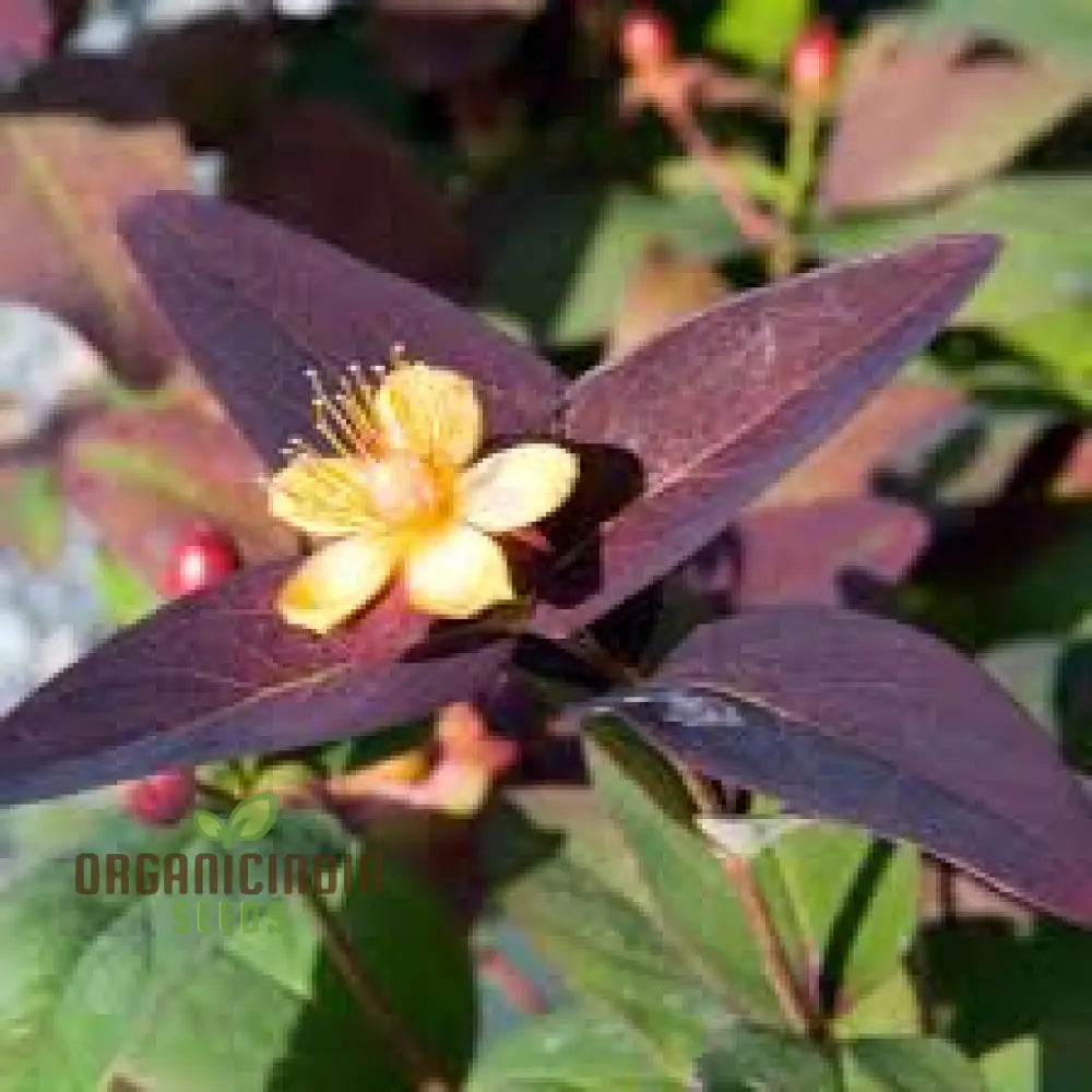 Hypericum Albury Purple Seeds - Vibrant Shrub For Stunning Garden Borders Long-Lasting Blooms And