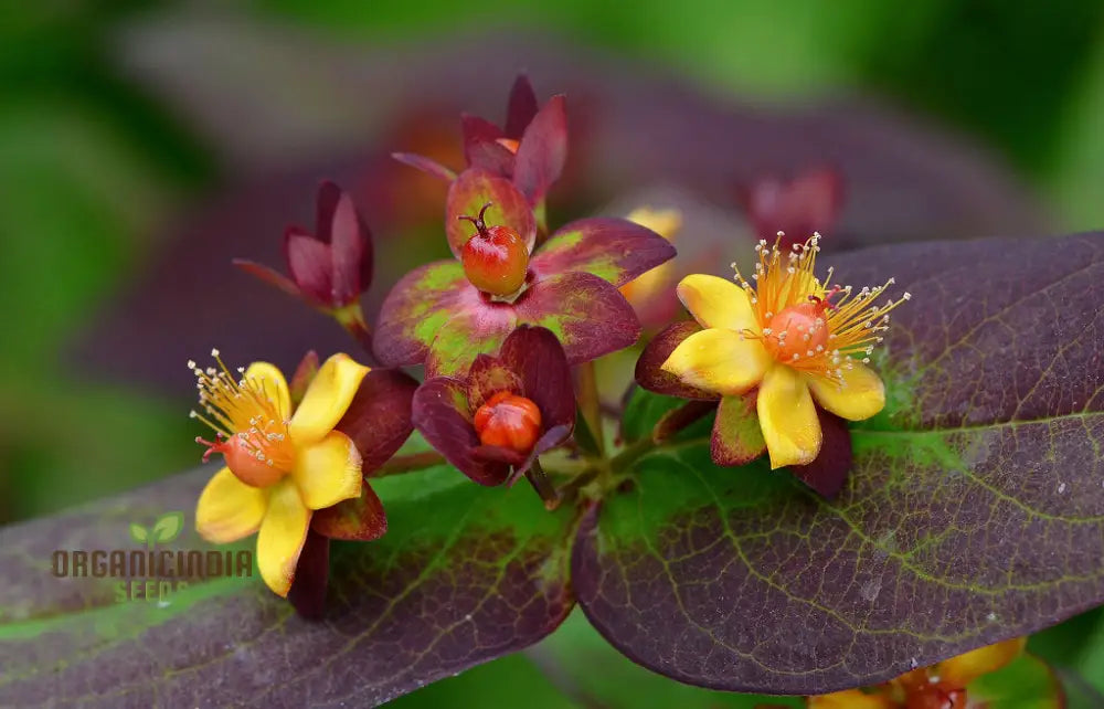 Hypericum Albury Purple Seeds - Vibrant Shrub For Stunning Garden Borders Long-Lasting Blooms And