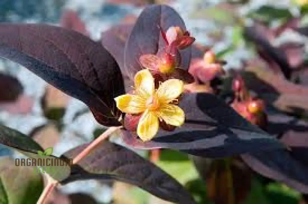 Hypericum Albury Purple Seeds - Vibrant Shrub For Stunning Garden Borders Long-Lasting Blooms And