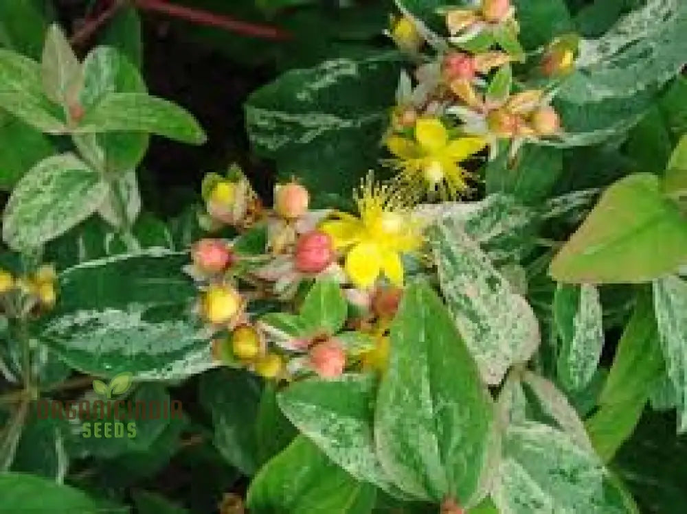 Hypericum ’Gladys Brabazon’ Seeds - Hardy Perennial For Beautiful Gardens | Gardening