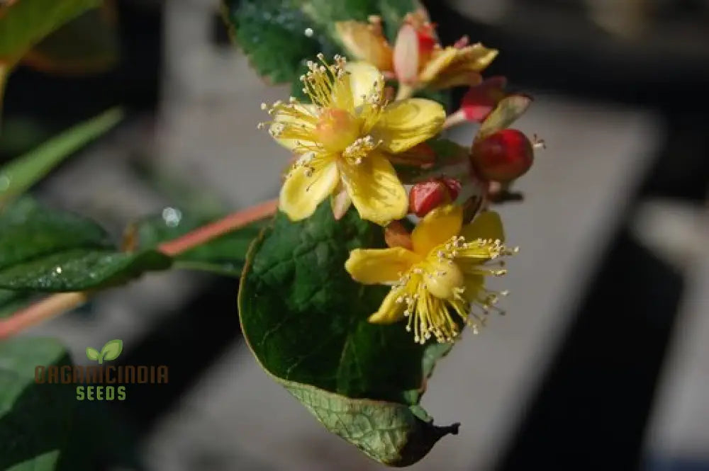 Hypericum ’Gladys Brabazon’ Seeds - Hardy Perennial For Beautiful Gardens | Gardening