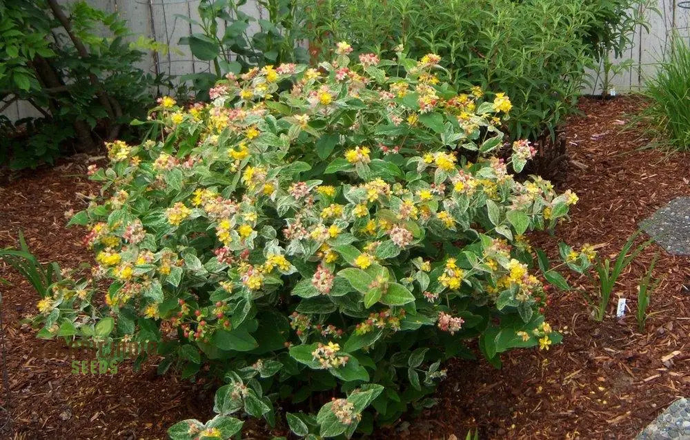 Hypericum ’Gladys Brabazon’ Seeds - Hardy Perennial For Beautiful Gardens | Gardening