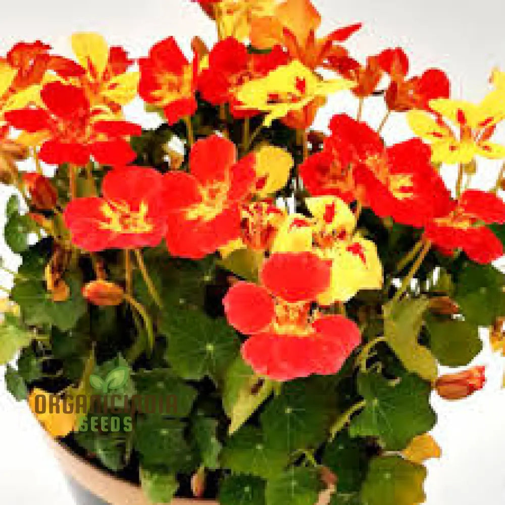 Ice Cream Sundae nasturtium seeds vibrant edible flowers