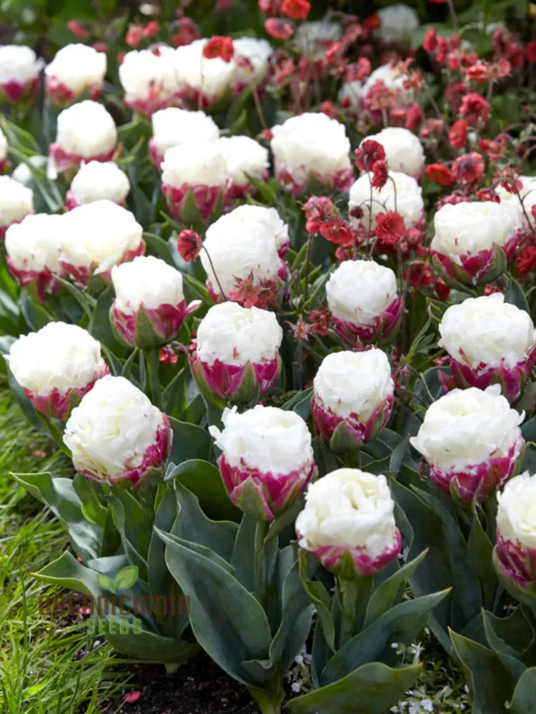 Ice Cream Tulip Flower Seeds for Stunning Spring Garden Blooms