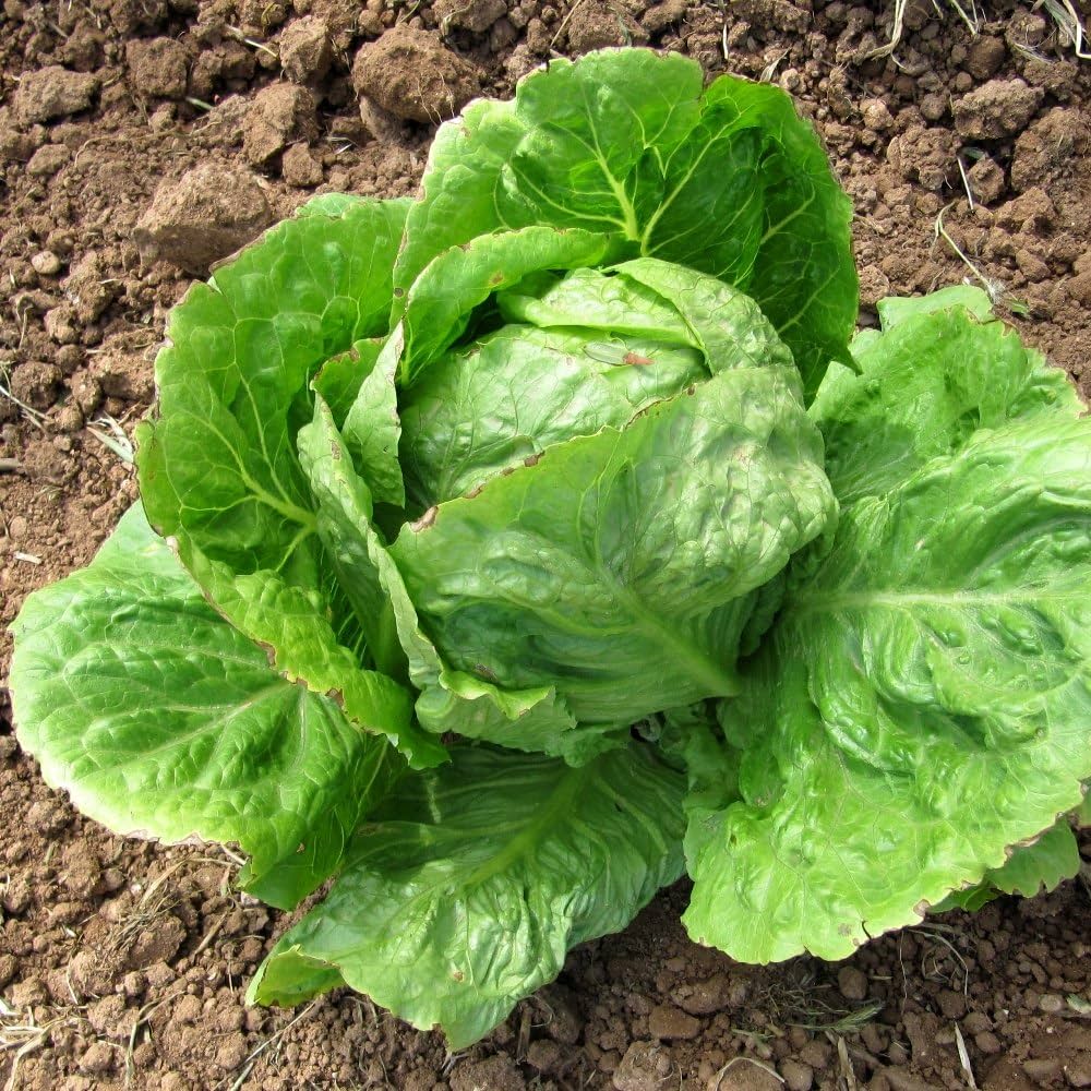 Iceberg Lettuce Seeds for Home Gardens, Crisp Dense Leaf Greens