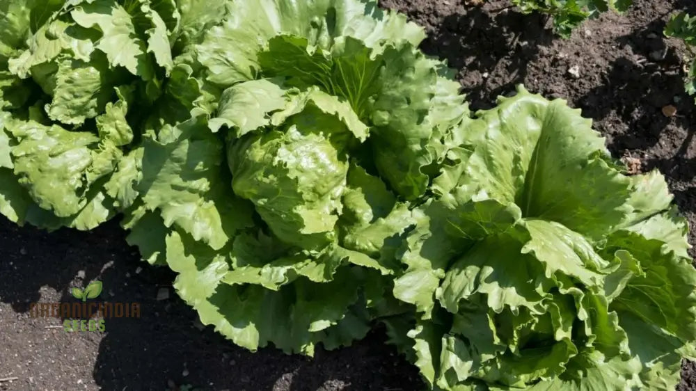 Mature Iceburg Lettuce Plant from Seeds, Organic Crisp Lettuce Leaves