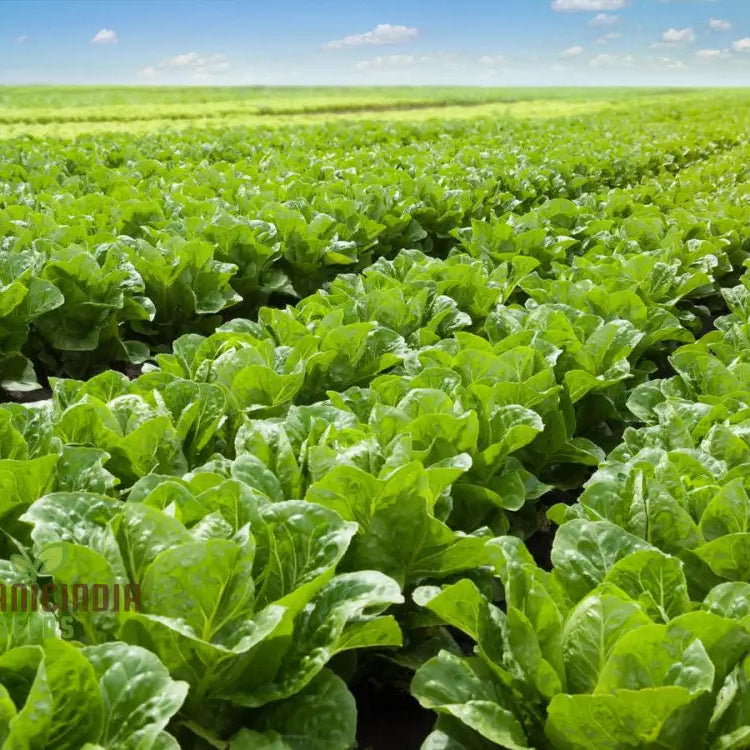 Iceburg Lettuce Seedling from Organic Seeds, Easy-to-Grow Leafy Green Seeds