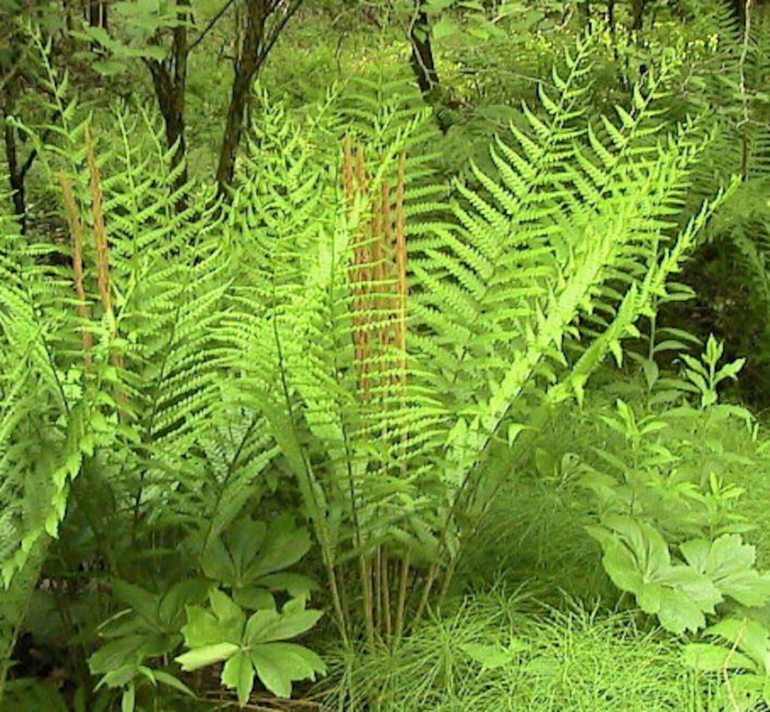 Green Cinnamon Fern Spores Plant Seeds