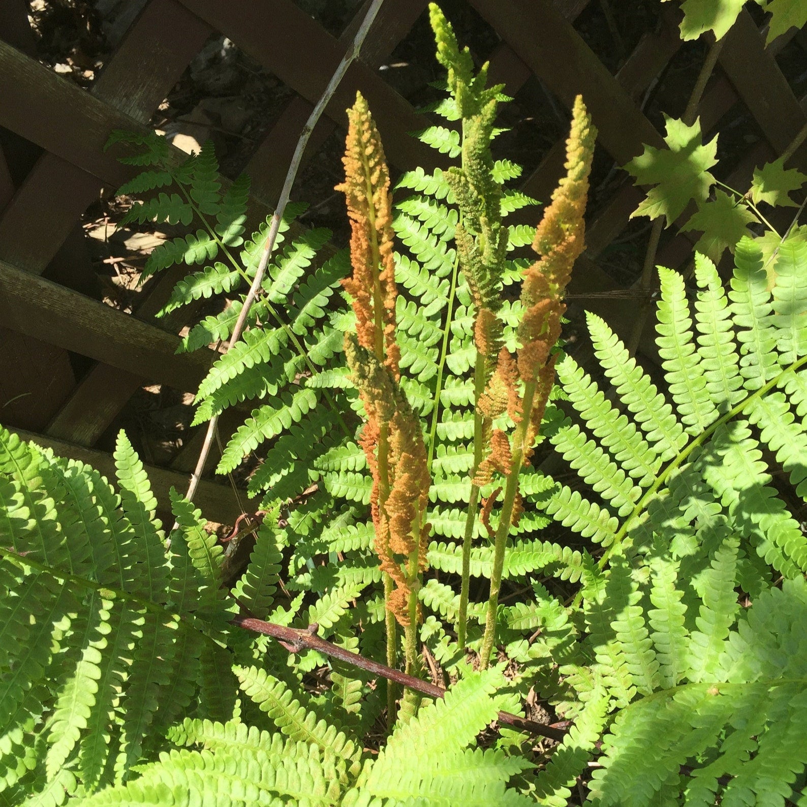 Green Cinnamon Fern Spores Plant Seeds