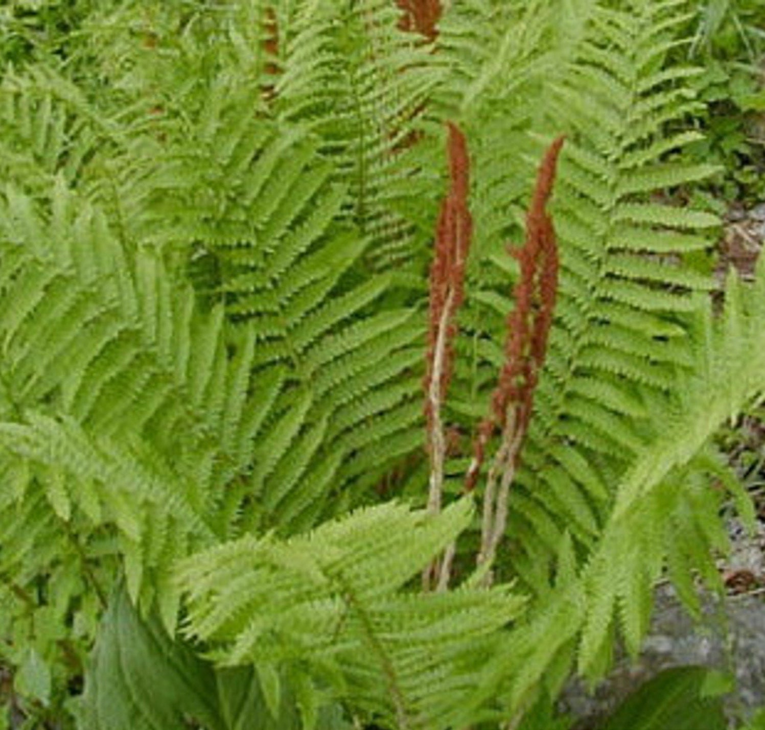 Green Cinnamon Fern Spores Plant Seeds