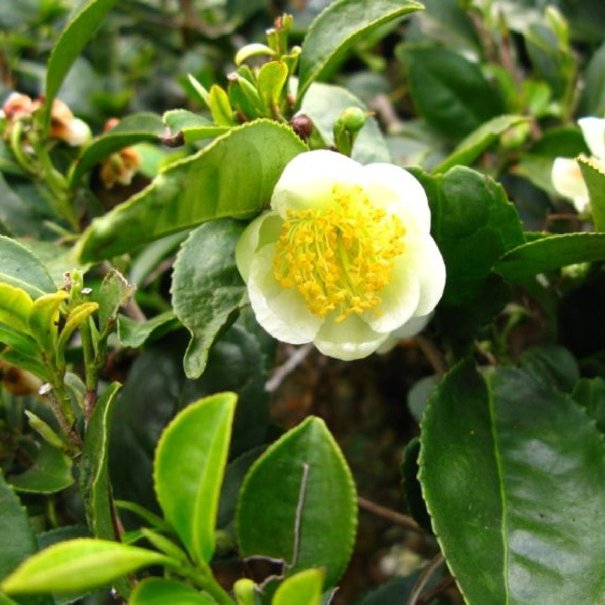 Semillas de planta de té verde Camellia Sinensis Planta de té, árbol de té Semillas para cultivar tu propio té