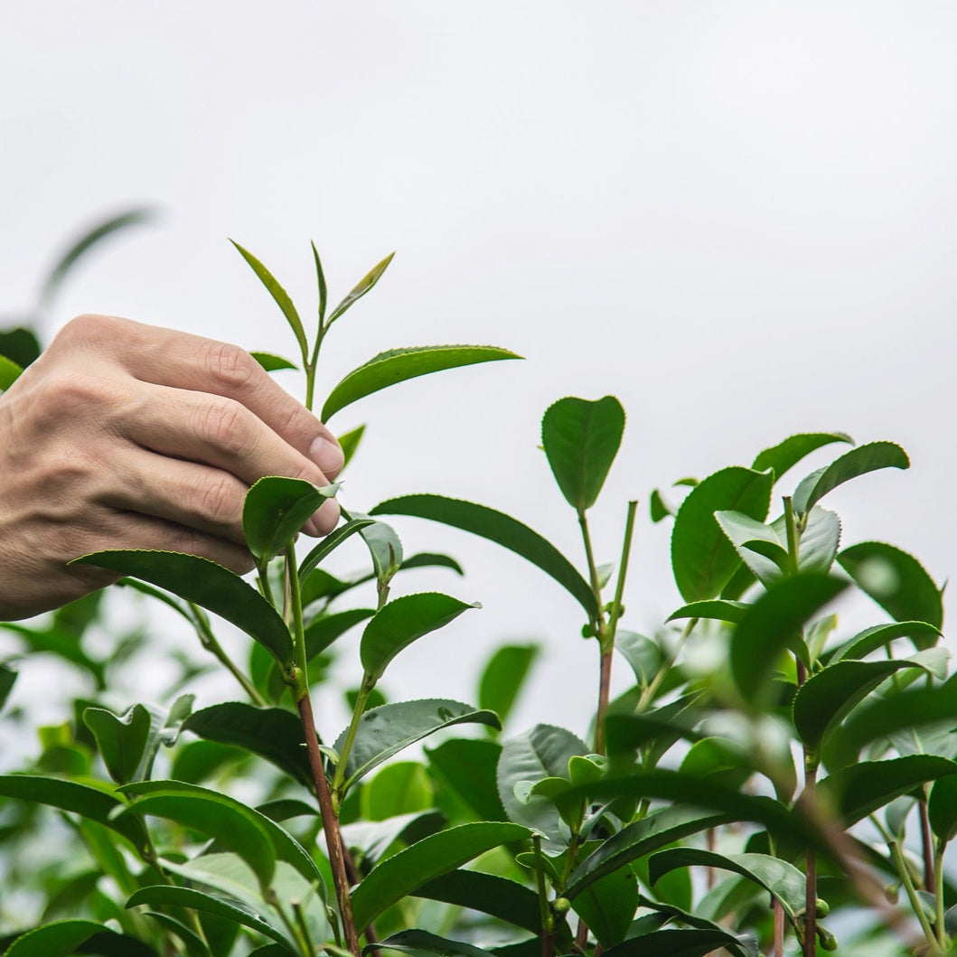 Semillas de planta de té verde Camellia Sinensis Planta de té, árbol de té Semillas para cultivar tu propio té