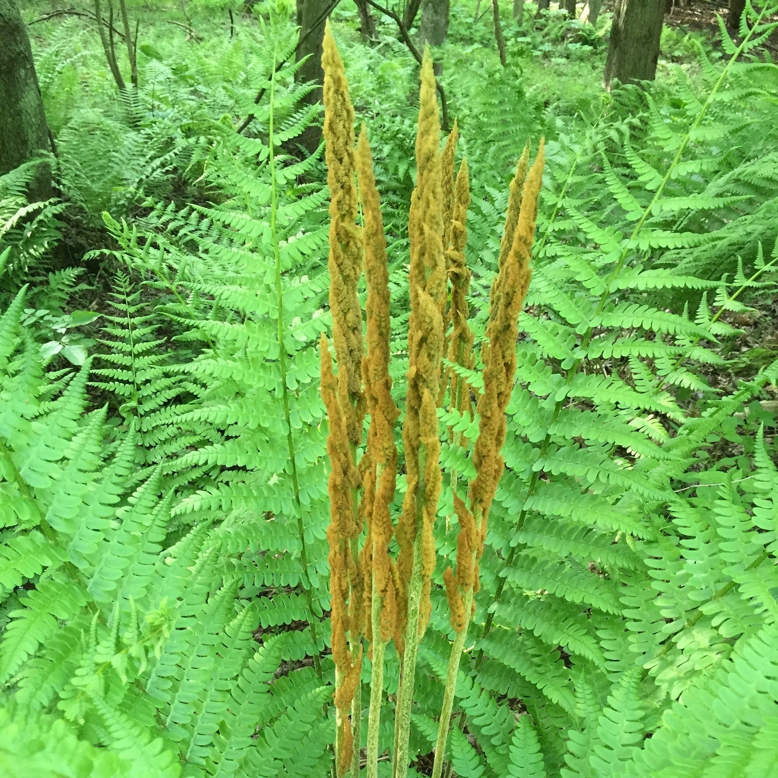 Green Cinnamon Fern Spores Plant Seeds