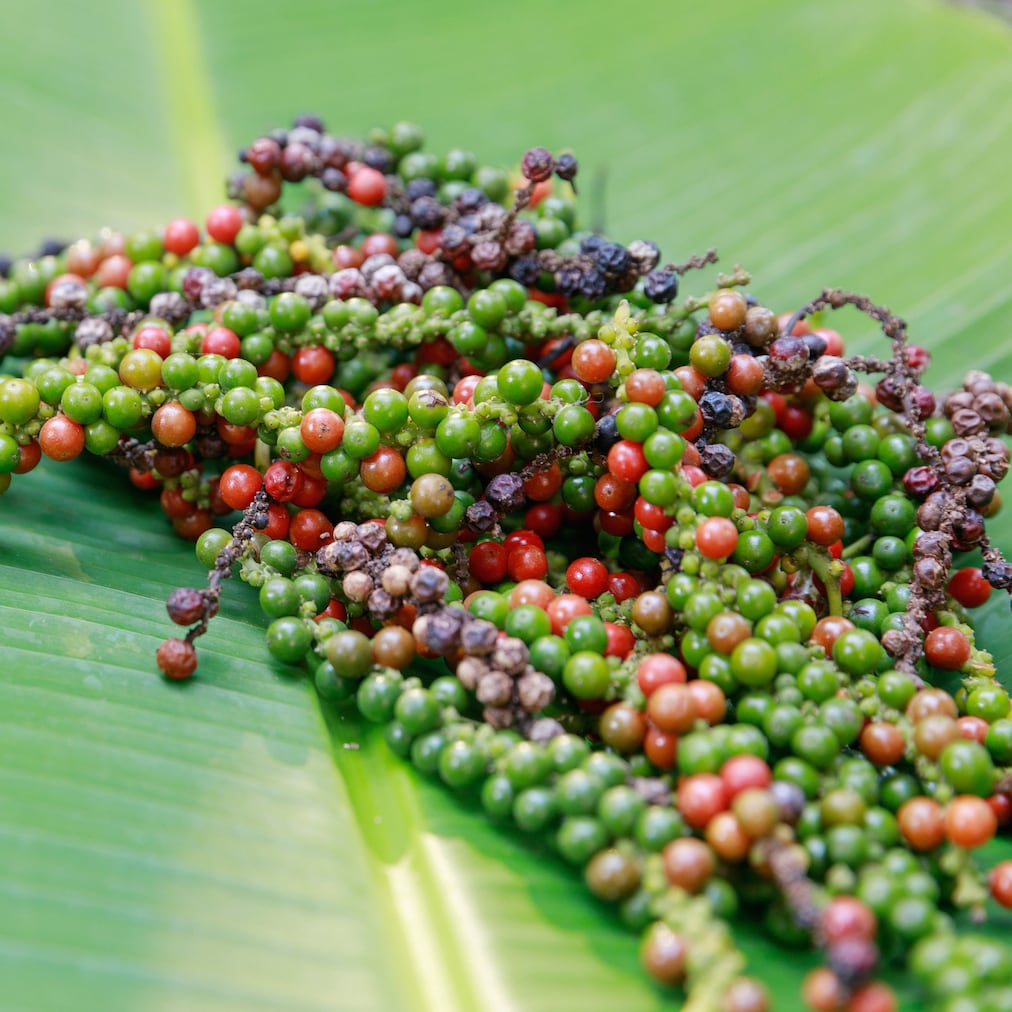 Semillas de vinagre de especias de pimienta negra