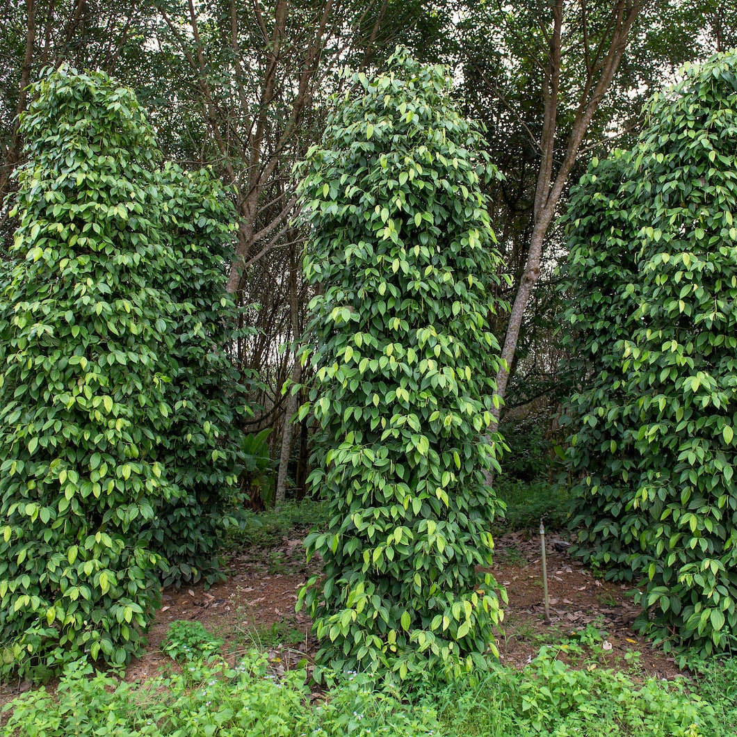 Semillas de vinagre de especias de pimienta negra