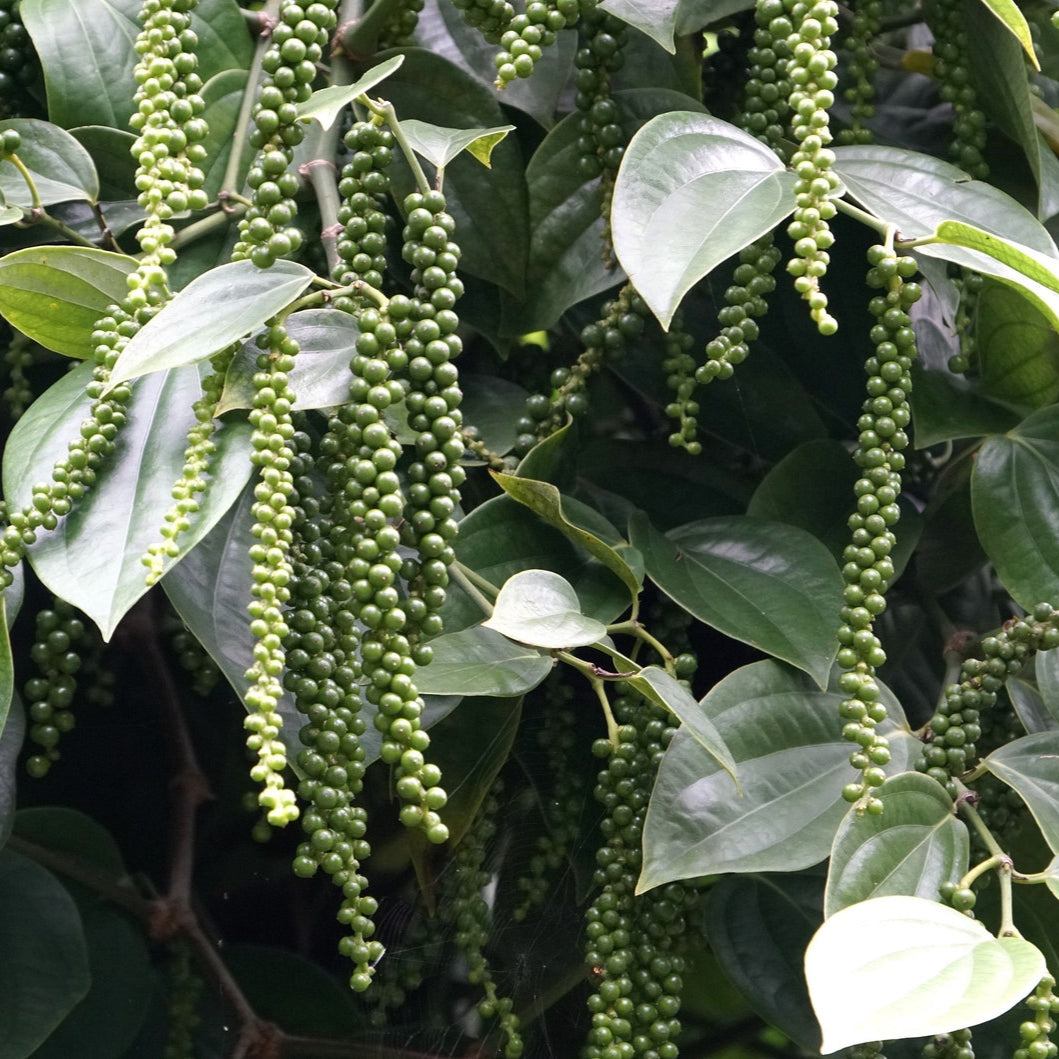 Semillas de vinagre de especias de pimienta negra
