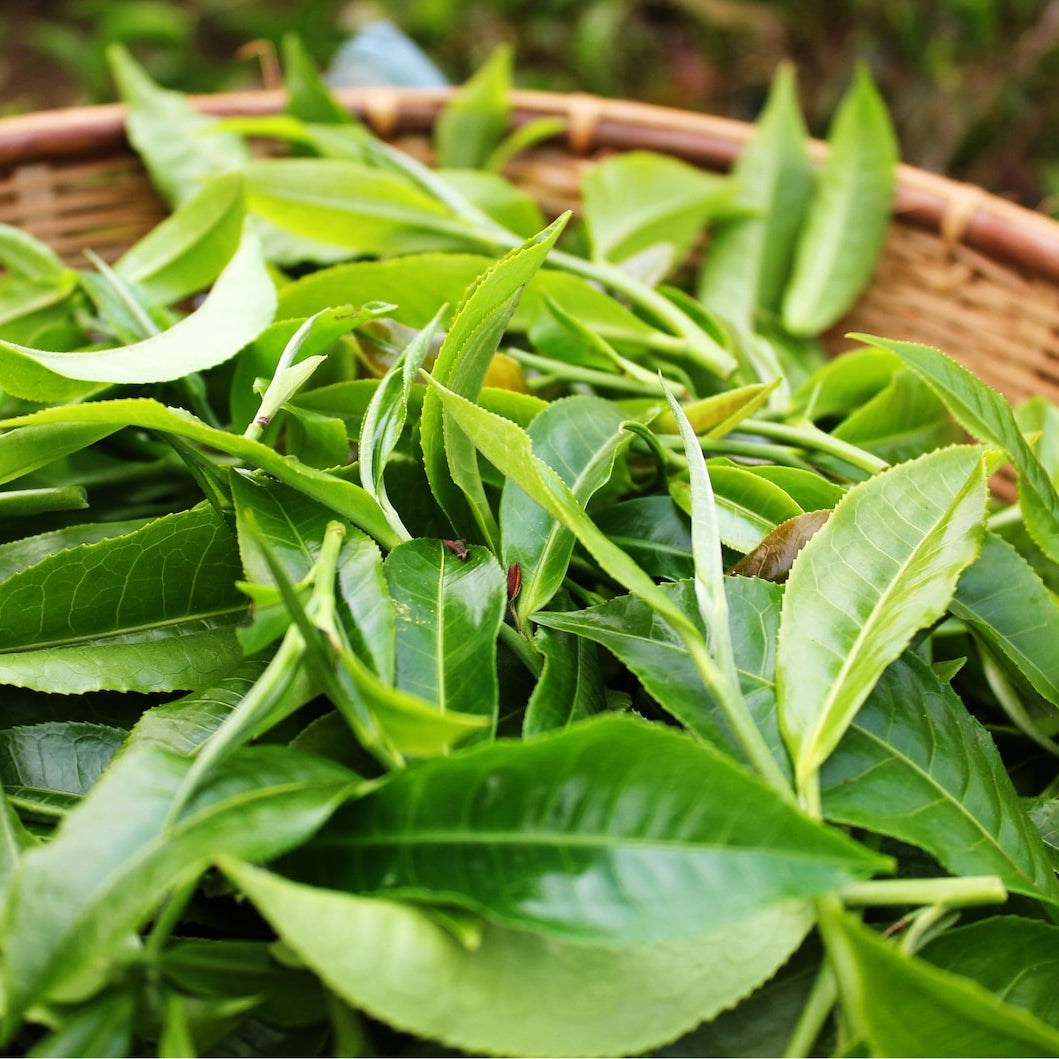 Semillas de planta de té verde Camellia Sinensis Planta de té, árbol de té Semillas para cultivar tu propio té