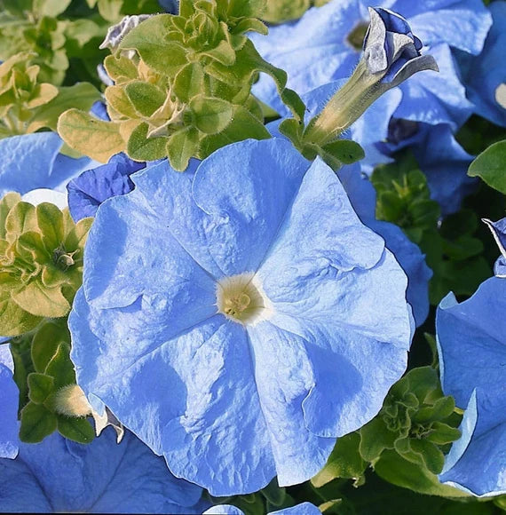 Graines de Pétunia Bleu Ciel – Fleurs Douces et Aériennes pour Jardins et Suspensions