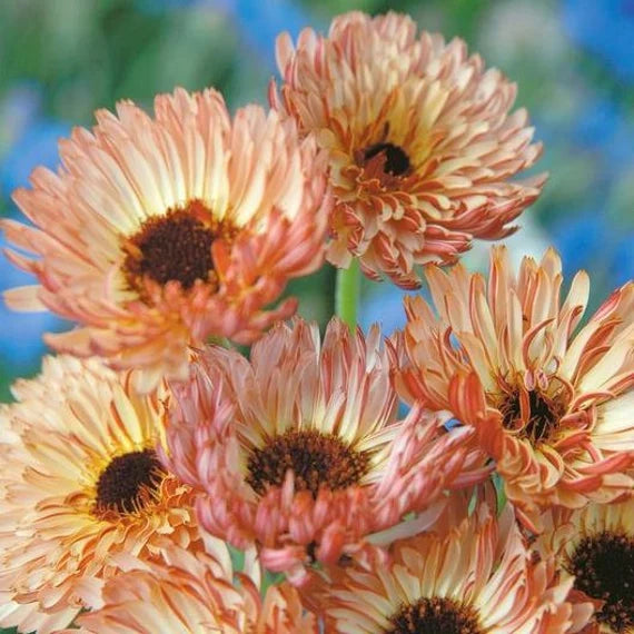 Semi di Fiore di Calendula Rame Bronzo, Fiori Unici, Non OGM