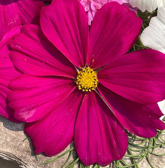 Graines de Fleur Cosmos Magenta, Floraisons Audacieuses et Frappantes pour Votre Jardin