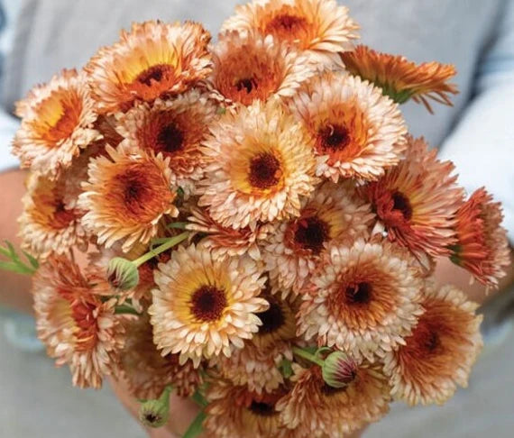 Semi di Fiore di Calendula Rame Bronzo, Fiori Unici, Non OGM