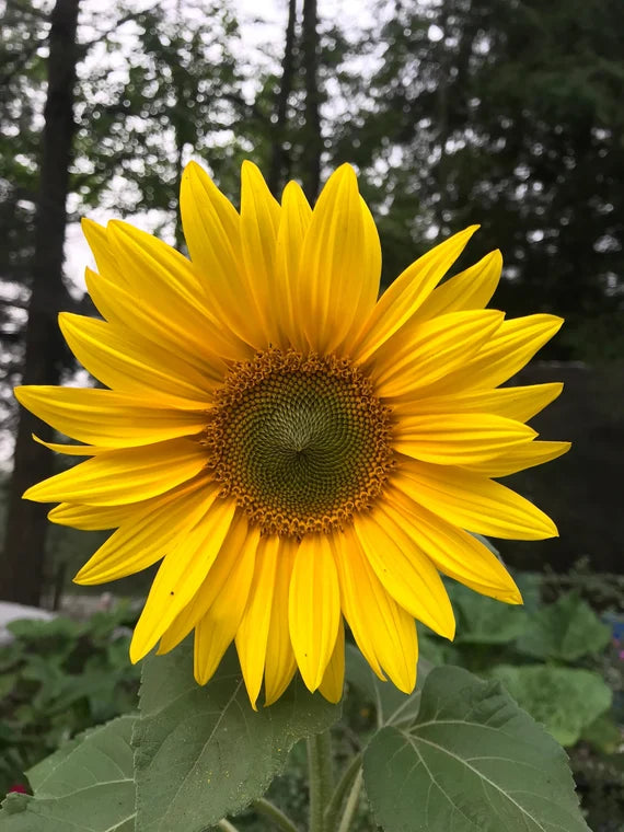 Semillas de Girasol Común (Helianthus annuus) – Flores Doradas Clásicas para Jardines