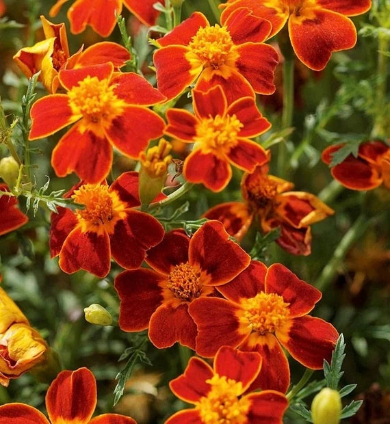 Semillas de Caléndula Signet (Tagetes tenuifolia), Flores Delicadas y Comestibles para Jardines