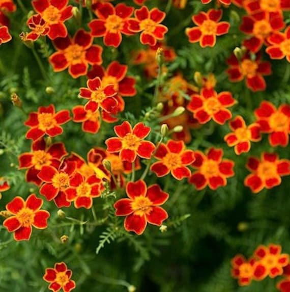 Semillas de Caléndula Signet (Tagetes tenuifolia), Flores Delicadas y Comestibles para Jardines