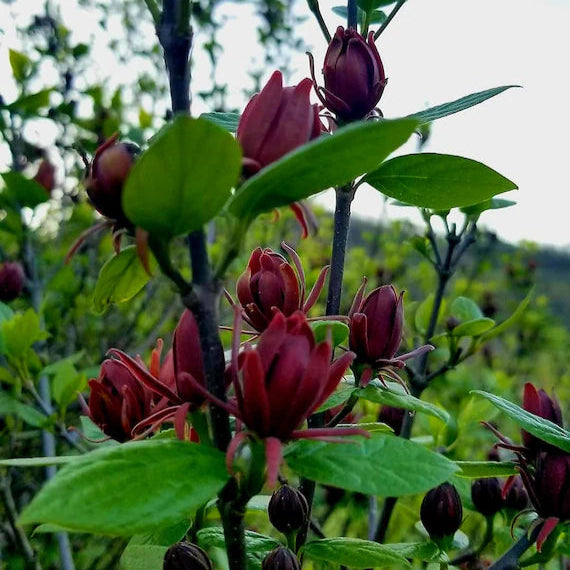 Eastern Sweetshrub, Allspice della Carolina, Semi di Calycanthus Floridus Sweet Betsy