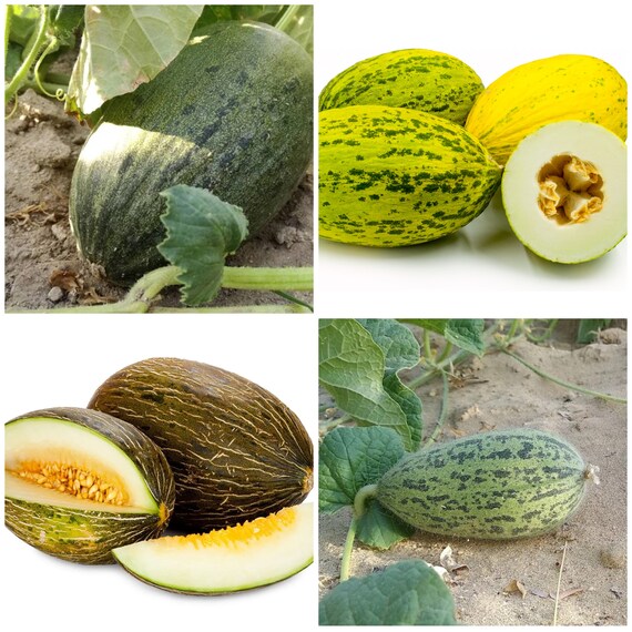 Piel de Sapo Melon (Santa Claus / Christmas Melon) – Green Yellow Fruit Seeds