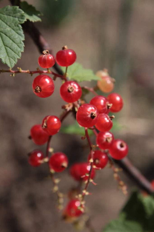 Semillas de fruta de grosella roja encerada